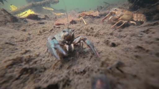 Das Bild zeigt Edelkrebse unter Wasser.