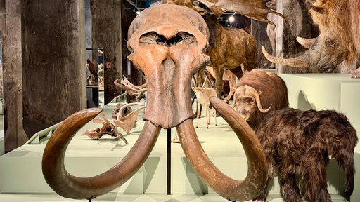 Mehrere Tierschädel liegen auf einer Ausstellungsfläche, zu sehen ist zum Beispiel ein Mammutschädel