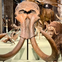 Mehrere Tierschädel liegen auf einer Ausstellungsfläche, zu sehen ist zum Beispiel ein Mammutschädel