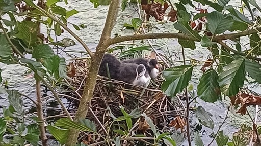 Mehrere Teichhühner in einem Nest auf der Ruhr, über ihnen ist ein Ast eines Baumes
