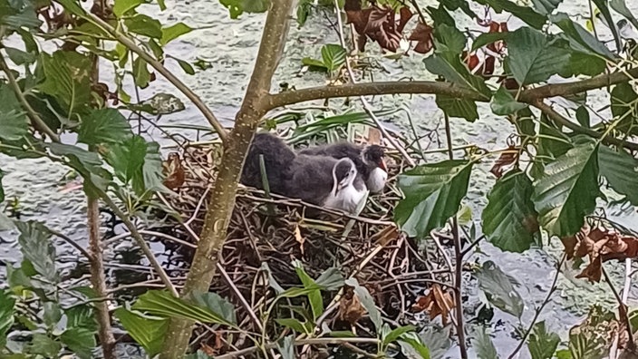 Mehrere Teichhühner in einem Nest auf der Ruhr, über ihnen ist ein Ast eines Baumes