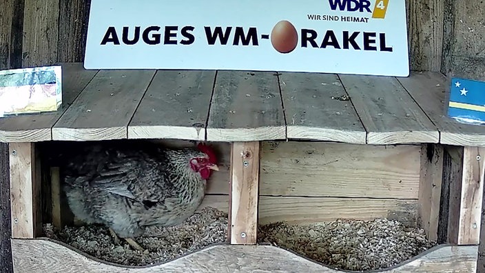 Ein Huhn sitzt in einem Stall auf dem zwei Länderflaggen platziert sind.
