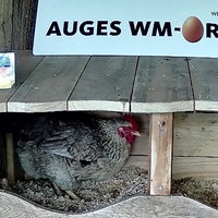 Ein Huhn sitzt in einem Stall auf dem zwei Länderflaggen platziert sind.