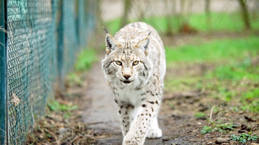 Entlaufener Luchs 