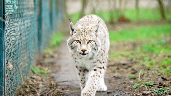 Entlaufener Luchs 