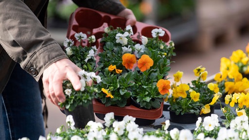 Nahaufnahme der Unterarme einer Person, die bunte Blumen in Plastikpaletten steckt.