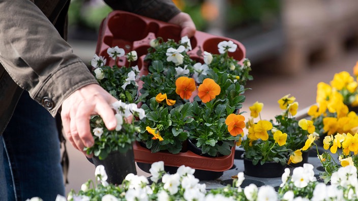 Nahaufnahme der Unterarme einer Person, die bunte Blumen in Plastikpaletten steckt.