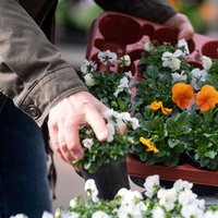 Nahaufnahme der Unterarme einer Person, die bunte Blumen in Plastikpaletten steckt.