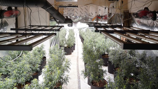 Cannabisplantage in einem Mehrfamilienhaus in Gelsenkirchen