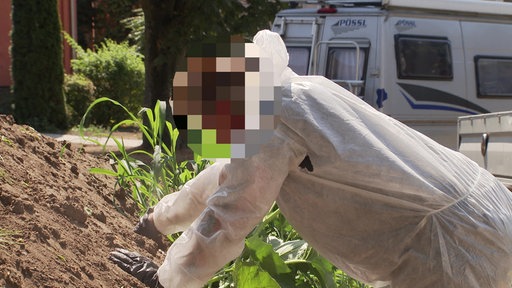 Ein Gärtner entfernt die Stechapfelpflanzen in Schutzkleidung