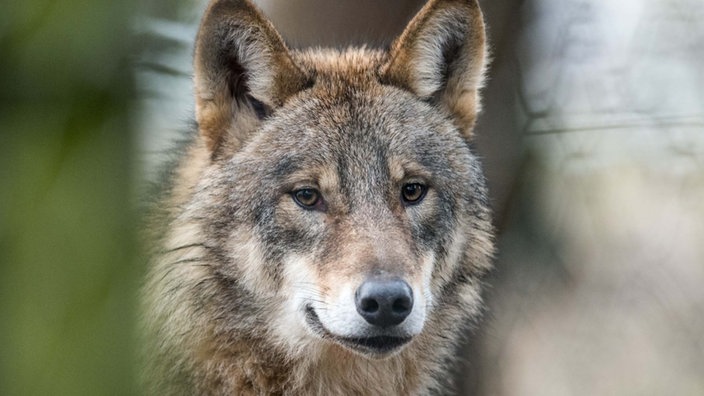 Auf dem Bild ist ein Wolf zu sehen.