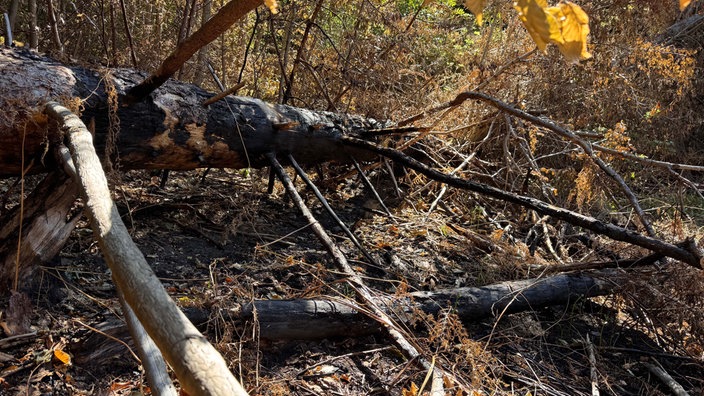 Schwarze Baumstämme, die auf verkohltem Boden Waldboden liegen.