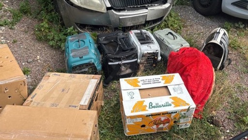 Transportboxen mit Katzen auf einem Autohof