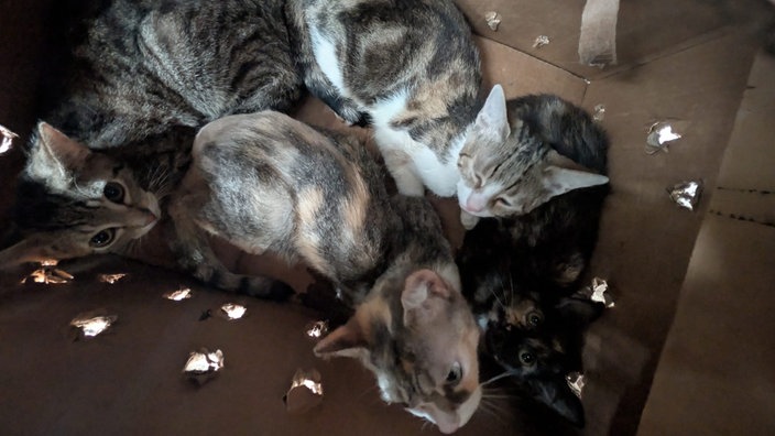 Katzen in einen Karton