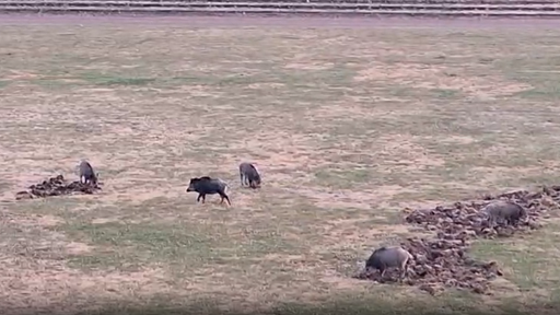 Fünf Wildschweine wühlen Sportplatz auf 
