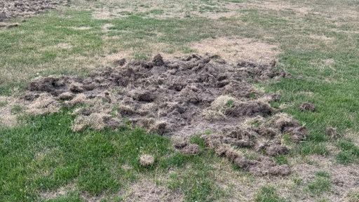 Von Wildschweinen aufgewühltes Feld