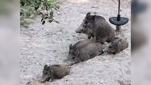 Fünf Wildschweine auf Spielplatz in Hagen