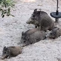 Fünf Wildschweine auf Spielplatz in Hagen