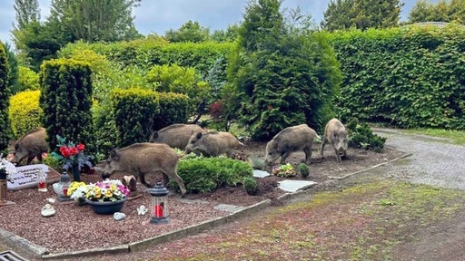 Eine Rotte Wildschweine zwischen Hagener Gräbern