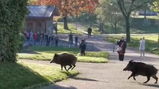 Zwei ausgewachsene Wildschweine laufen über einen Weg, im Hintergrund stehen Menschen