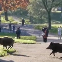 Zwei ausgewachsene Wildschweine laufen über einen Weg, im Hintergrund stehen Menschen