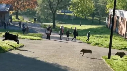 Ein ausgewachsenes Wildschwein und zwei Frischlinge laufen über einen Weg, im Hintergrund stehen Menschen