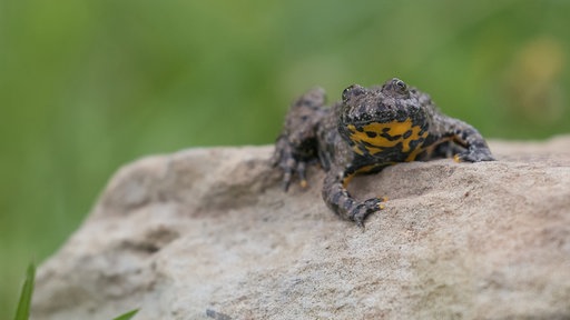 Gelbbauchunke in der Nahaufnahme auf einem Stein