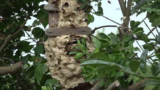 Großes Hornissennest im Baum