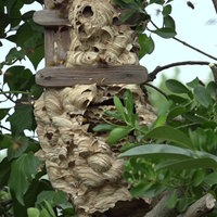 Großes Hornissennest im Baum