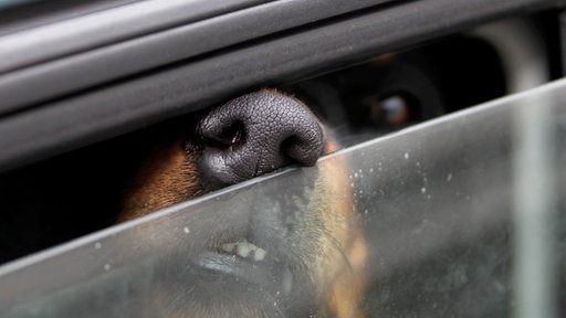 Das Bild zeigt einen Hund hinter einem einen Spalt geöffneten Autofenster (Symbolbild)