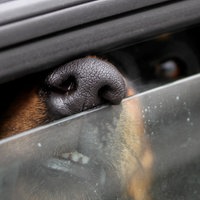 Das Bild zeigt einen Hund hinter einem einen Spalt geöffneten Autofenster (Symbolbild)