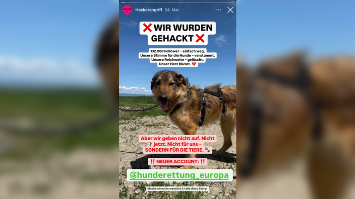 Eine Instagramstory von einem Hund an der Leine, der auf einem Feld steht. Darüber ein Text "Wir wurden gehackt".