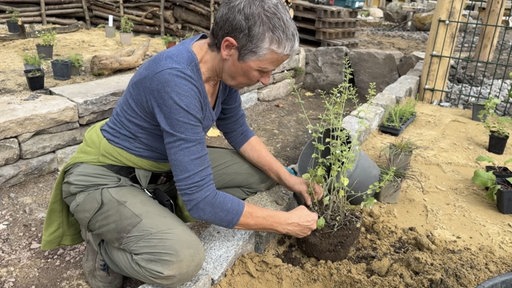 Susanne Findorff kniet vor einem Blumenbeet und hat eine Staude mit Erdballen in der Hand.