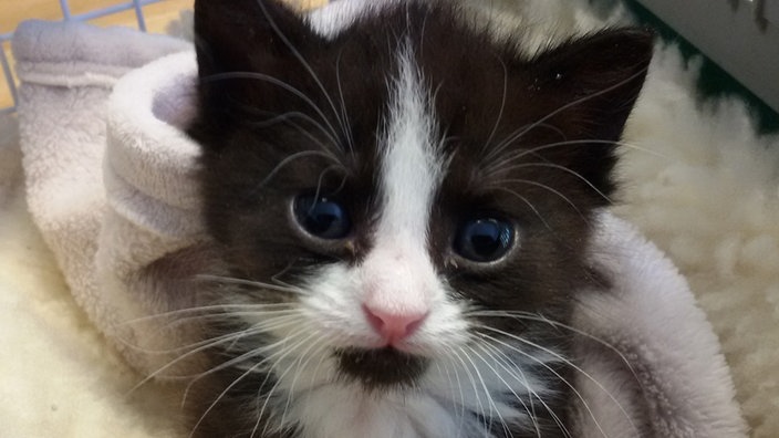 Ein Katzenjunges. 