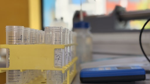 Mehrere Reagenzgläser mit Wasserproben stehen in einem gelben Reagenzglasständer auf einem Tisch.