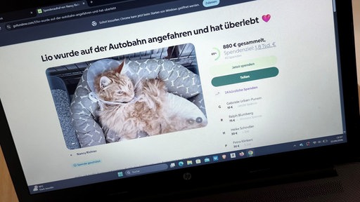 Kater Lio hat oranges Fell und muss akteull eine Haube tragen.