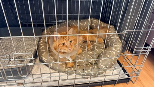 Kater Lio hat oranges Fell und muss akteull eine Haube tragen.