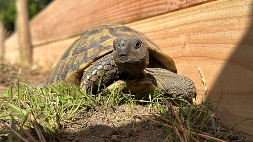 Die Nahaufnahme einer Schildkröte vor einer Holzwand.