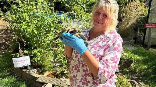 Eine Frau, die blaue Einmalhandschuhe trägt, hält eine Schildkröte.