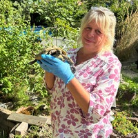 Eine Frau, die blaue Einmalhandschuhe trägt, hält eine Schildkröte.
