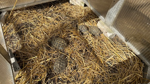 Mehrere Schildkröten in einem Gehege mit Heu.