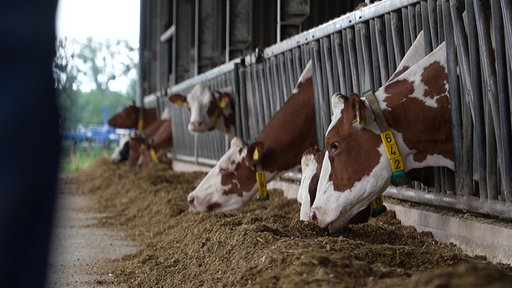 Die Kühe auf der Milchfarm in Bönen fressen Heu. 