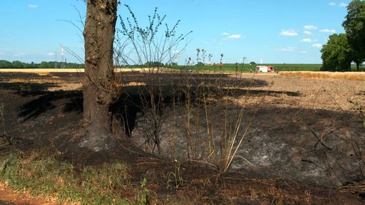 Zwei Hektar Weizenfeld nach der Löschung durch die Feuerwehr