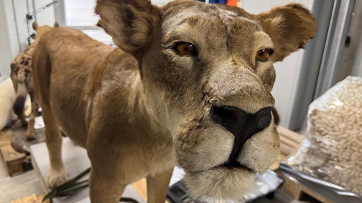 Tiere aus der Eiszeit im Ruhrgebiet