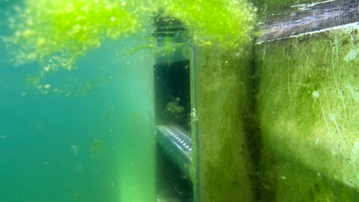 Das Bild zeigt eine Schwimmleiter und Algen unterwasser.