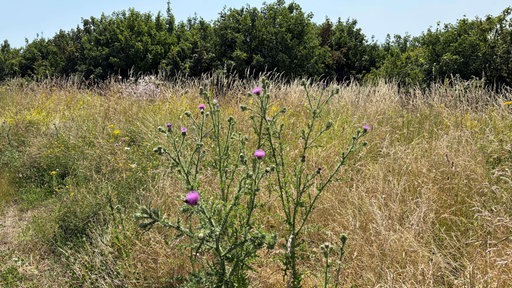 Eine große Blumenwiese mit bunten Blüten und Bäumen im Hintergrund.