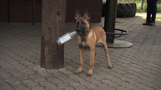 Ein junger belgischer Schäferhund steht mit aufgestellten Ohren neben einem dicken Holzpfosten und hat eine Flasche im Maul