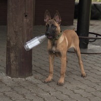 Ein junger belgischer Schäferhund steht mit aufgestellten Ohren neben einem dicken Holzpfosten und hat eine Flasche im Maul
