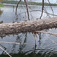 Ein im Wassser liegender Baumstamm ist mit Muscheln überwuchert