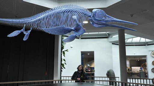 Ein Besucher im Naturmuseum Dortmund unter einem großen Skelett